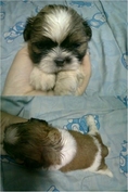 ชิสุห์น้อย พร้อมย้ายบ้านแล้วค่ะ!!!!