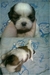 รูปย่อ ชิสุห์น้อย พร้อมย้ายบ้านแล้วค่ะ!!!! รูปที่4