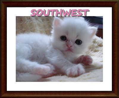 เปิดจองลูกแมวเปอร์เซีย สวยๆๆๆ (หาดใหญ่ - สงขลา) รูปที่ 3