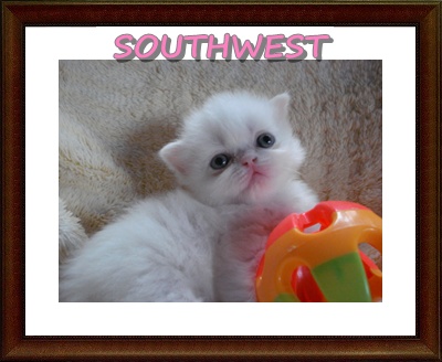 เปิดจองลูกแมวเปอร์เซีย สวยๆๆๆ (หาดใหญ่ - สงขลา) รูปที่ 5