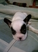 รูปย่อ ขายลูก French Bulldog น่ารักๆ พ่อเป็นไทยแลนด์แชมป์ รูปที่5