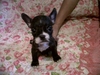 รูปย่อ ขายลูก French Bulldog น่ารักๆ พ่อเป็นไทยแลนด์แชมป์ รูปที่2