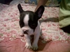 รูปย่อ ขายลูก French Bulldog น่ารักๆ พ่อเป็นไทยแลนด์แชมป์ รูปที่3