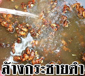 กระชายดำอบแห้ง กระชายดำบดแห้ง ส่งออก เกาหลี ญี่ปุ่น 0892066080 รูปที่ 1