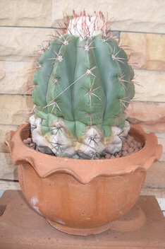 ขายเมล็ดกระบองเพชร (Sale cactus seed) รูปที่ 1