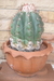 รูปย่อ ขายเมล็ดกระบองเพชร (Sale cactus seed) รูปที่1