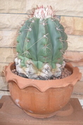 ขายเมล็ดกระบองเพชร (Sale cactus seed)