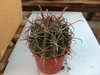 รูปย่อ ขายเมล็ดกระบองเพชร (Sale cactus seed) รูปที่4