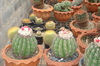 รูปย่อ ขายเมล็ดกระบองเพชร (Sale cactus seed) รูปที่5