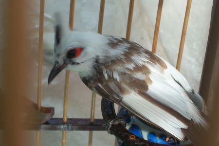 ขายด่วน นกกรงหัวจุกด่าง ปากขาว เล็บขาว เเข็งขาว ขาขาว คิ้วขาว2ข้าง รูปที่ 1