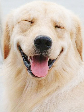 รับขูดหินปูนสุนัข ไม่มีความเสี่ยง ไม่ต้องวางยาหรือดมยาสลบ ปลอดภัย ไม่แพง ปากสะอาด ฟันไม่ผุ เพื่อสุนัขที่เรารักจะได้มีสุขภาพปากที่ดี รูปที่ 1