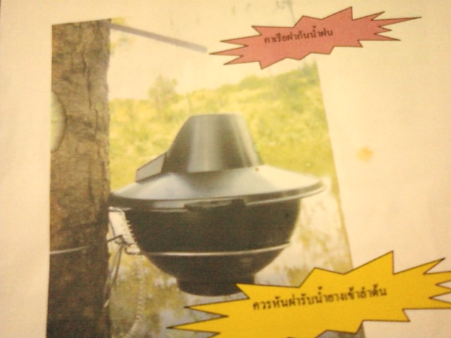 ขายกล้ายางพารา และกล้าปาล์ม รูปที่ 5