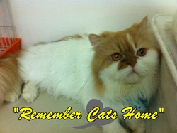 ขายน้องแมวเพศเมียน่ารักๆ 2 ตัวค่ะ ราคาพิเศษสำหรับคนรักแมว รูปที่ 4
