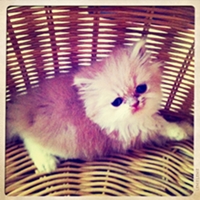 ขายน้องแมวเพศเมียน่ารักๆ 2 ตัวค่ะ ราคาพิเศษสำหรับคนรักแมว รูปที่ 3