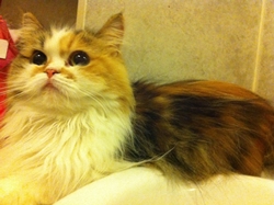 ขายน้องแมวเพศเมียน่ารักๆ 2 ตัวค่ะ ราคาพิเศษสำหรับคนรักแมว รูปที่ 5