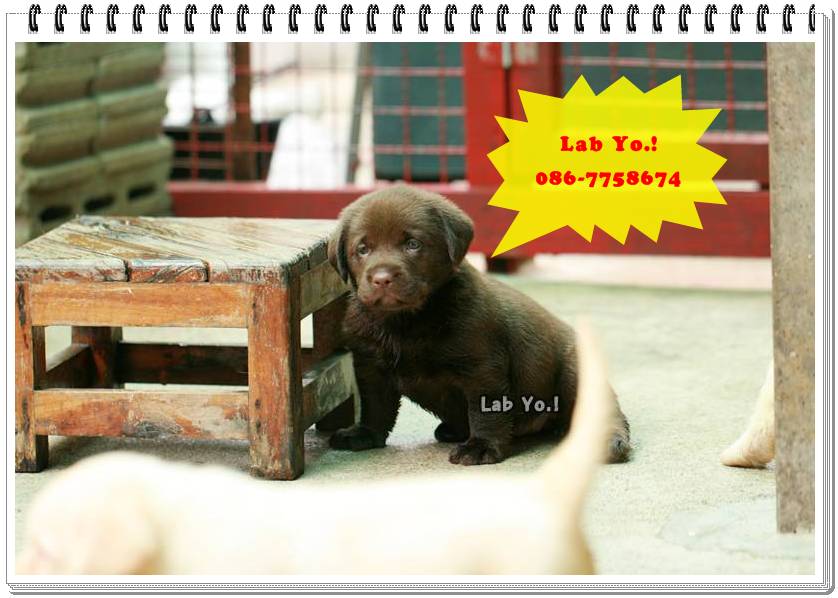  chocolate puppy labrador ลูกสุนัขลาบราดอร์ สีช็อค น่ารักๆลาบราดอร์ Labrador Retriever ป้องกันพยาธิหนอนหัวใจ เห็บ หมัด ไ รูปที่ 1