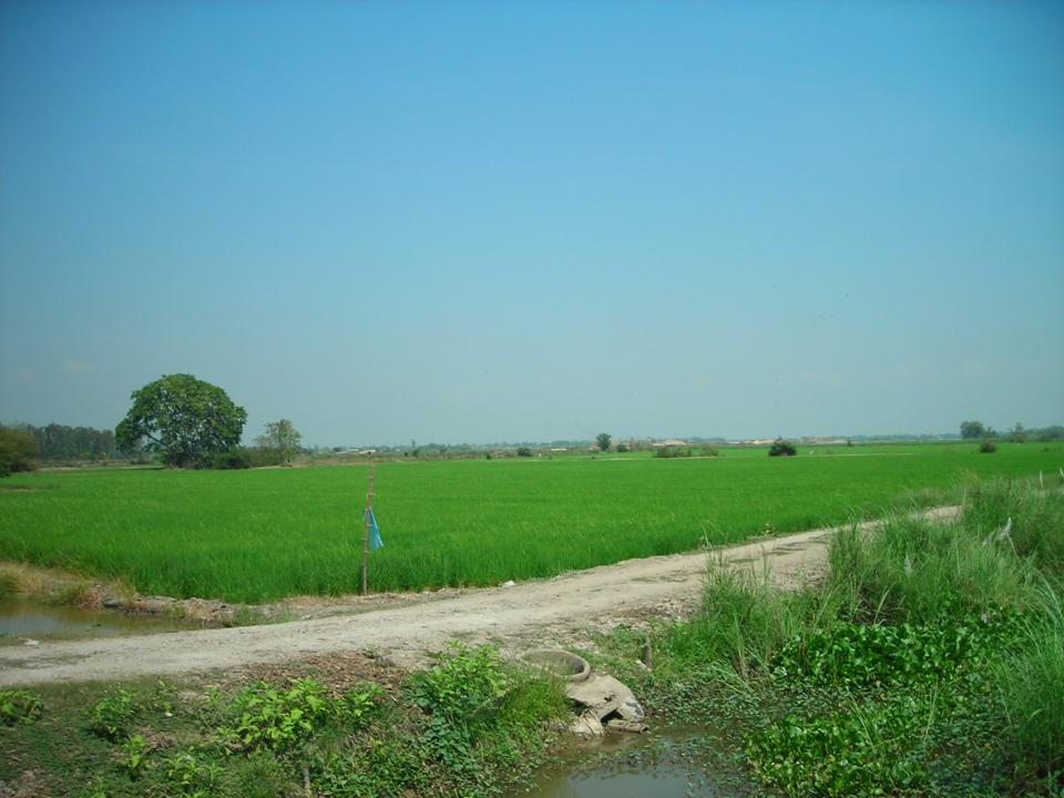 ที่นา 9,000 ไร่ อยุธยา(In 9,000 the farm in Ayutthaya)  รูปที่ 1