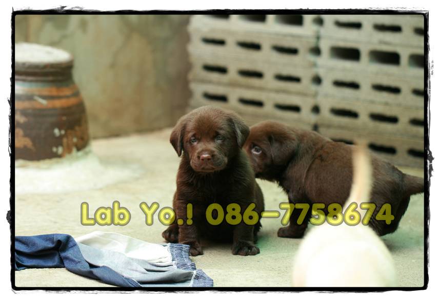  chocolate puppy labrador ลูกสุนัขลาบราดอร์ สีช็อค น่ารักๆลาบราดอร์ Labrador Retriever ป้องกันพยาธิหนอนหัวใจ เห็บ หมัด ไ รูปที่ 5
