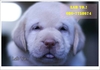 รูปย่อ  chocolate puppy labrador ลูกสุนัขลาบราดอร์ สีช็อค น่ารักๆลาบราดอร์ Labrador Retriever ป้องกันพยาธิหนอนหัวใจ เห็บ หมัด ไ รูปที่6