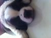 รูปย่อ ขายลูกสุนัขเซนต์เบอร์นาร์ด อายุ 2 เดือนครับ กำลังซนเลยครับ ราคา 13,000 ครับ รูปที่1