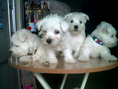 ขายลูกเวลตี้West Highland White terrier เพศผู้ 3เมีย1ตัว ลูกโซดาเวสตี้ของสยามไบรอาร์Thailand Championเพือนฝากลงคะ (เหมียวคะ)