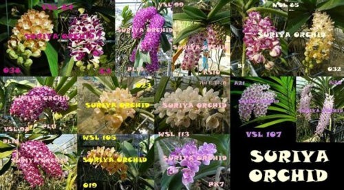 จำหน่ายกล้วยไม้สกุลช้าง ทั้งไม้ขวด ไม้นิ้ว ไม้ช่อแรก ราคามาตรฐาน รูปที่ 3