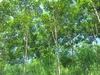 รูปย่อ สวนยาง 4 ปี 115 ไร่ เชียงราย(115 rai of rubber plantation in Chiang Rai)  รูปที่1