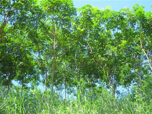 สวนยาง 4 ปี 115 ไร่ เชียงราย(115 rai of rubber plantation in Chiang Rai)  รูปที่ 2