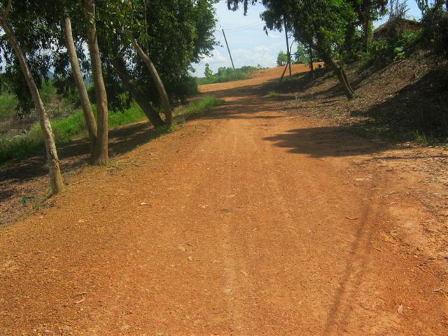 สวนยาง 4 ปี 115 ไร่ เชียงราย(115 rai of rubber plantation in Chiang Rai)  รูปที่ 5