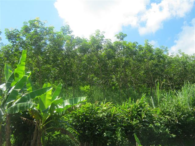 สวนยาง 4 ปี 115 ไร่ เชียงราย(115 rai of rubber plantation in Chiang Rai)  รูปที่ 3