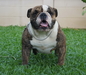 รูปย่อ แนะนำเวปไซด์ สำหรับคนรัก English Bulldog รูปที่6