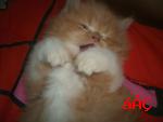 แมวเปอร์เซียหน้าแบนๆ สีการ์ฟิว บางแคจ้า รูปที่ 3