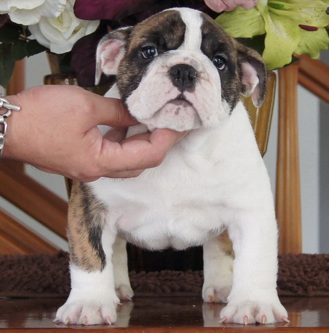 แนะนำเวปไซด์ สำหรับคนรัก English Bulldog รูปที่ 1