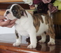 รูปย่อ แนะนำเวปไซด์ สำหรับคนรัก English Bulldog รูปที่2