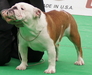 รูปย่อ แนะนำเวปไซด์ สำหรับคนรัก English Bulldog รูปที่4