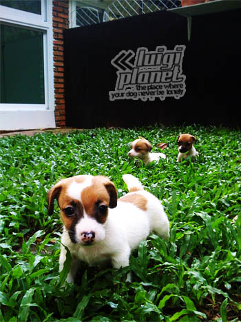 ขาย ลูกสุนัข แจ็ค รัสเซลล์ Jack Russell เตี้ย ล่ำ ขาสั้น ขนสั้น ขนเรียบ ขนหัก (luigi ลุยจิ) รูปที่ 1