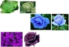 รูปย่อ จำหน่ายเมล็ดพันธุ์ เมล่อนลายเสือ ชิโครี่แดง แครอทม่วง ดอกกะหล่ำม่วง และดอกไม้เช่น แอสเตอร์เขียว คาร์เนชั่นดำ แคนเทอเบอรี่เบล รูปที่1