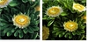 รูปย่อ จำหน่ายเมล็ดพันธุ์ เมล่อนลายเสือ ชิโครี่แดง แครอทม่วง ดอกกะหล่ำม่วง และดอกไม้เช่น แอสเตอร์เขียว คาร์เนชั่นดำ แคนเทอเบอรี่เบล รูปที่2