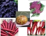 รูปย่อ จำหน่ายเมล็ดพันธุ์ เมล่อนลายเสือ ชิโครี่แดง แครอทม่วง ดอกกะหล่ำม่วง และดอกไม้เช่น แอสเตอร์เขียว คาร์เนชั่นดำ แคนเทอเบอรี่เบล รูปที่4