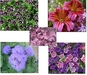 รูปย่อ จำหน่ายเมล็ดพันธุ์ เมล่อนลายเสือ ชิโครี่แดง แครอทม่วง ดอกกะหล่ำม่วง และดอกไม้เช่น แอสเตอร์เขียว คาร์เนชั่นดำ แคนเทอเบอรี่เบล รูปที่5