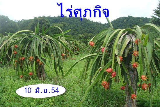 จำหน่ายกิ่งพันธุ์แก้วมังกร รูปที่ 5