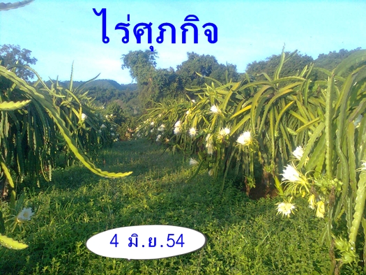 จำหน่ายกิ่งพันธุ์แก้วมังกร รูปที่ 2