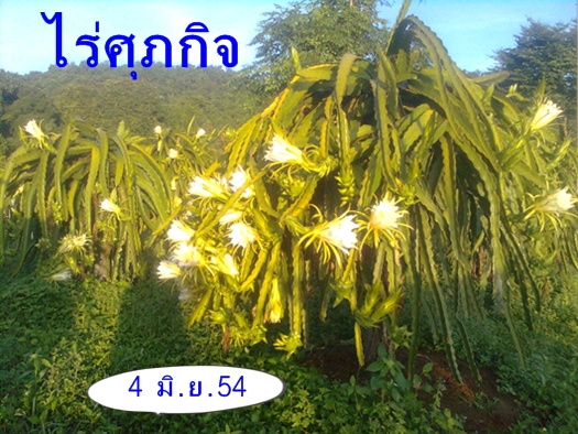 จำหน่ายกิ่งพันธุ์แก้วมังกร รูปที่ 4