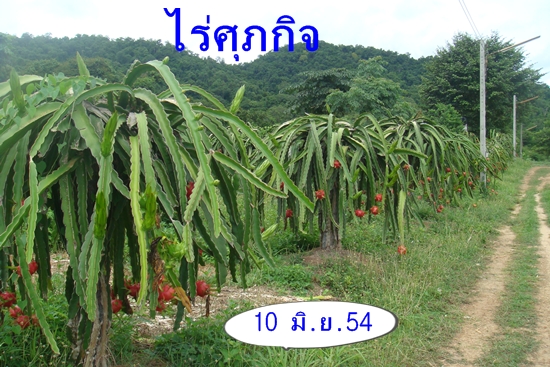 จำหน่ายกิ่งพันธุ์แก้วมังกร รูปที่ 3