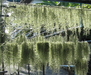 รูปย่อ จำหน่ายสับปะรดสี (tillansia) .เคราฤาษี (spanish moss ) รูปที่1