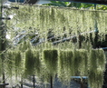 จำหน่ายสับปะรดสี (tillansia) .เคราฤาษี (spanish moss )