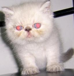 @@@___ลูกแมว เอ็กโซติกฯ ( Exotic Shorthair ) ใหม่ล่าสุดครับ เปิดจองแล้วนะครับ ___@@@ รูปที่ 6