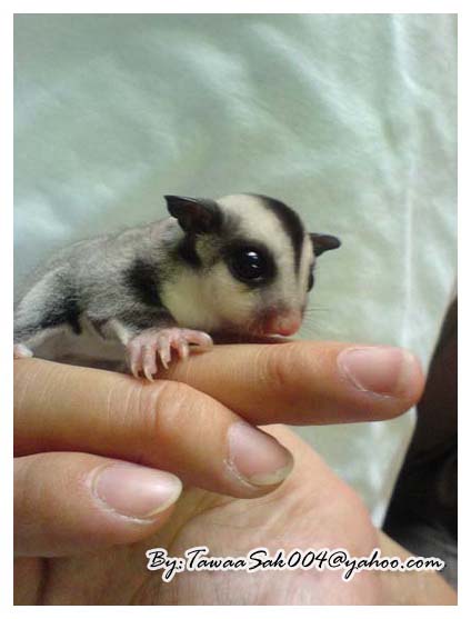 Sugar Glider Generation1+G2...KanChaNaBuri Farm..By ToonSugar:)088+5009129 รูปที่ 2