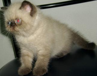 @@@___ลูกแมว เอ็กโซติกฯ ( Exotic Shorthair ) ใหม่ล่าสุดครับ เปิดจองแล้วนะครับ ___@@@ รูปที่ 5