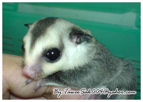 Sugar Glider Generation1+G2...KanChaNaBuri Farm..By ToonSugar:)088+5009129 รูปที่ 4